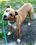 Elway Adorable Playful Devoted Fun!, adoptable, Young Male American Bully & Labrador Retriever.