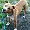 Enlarge Elway Adorable Playful Devoted Fun, he lost his family!, an adoptable mixed breed in Richmond, VA image 2/4