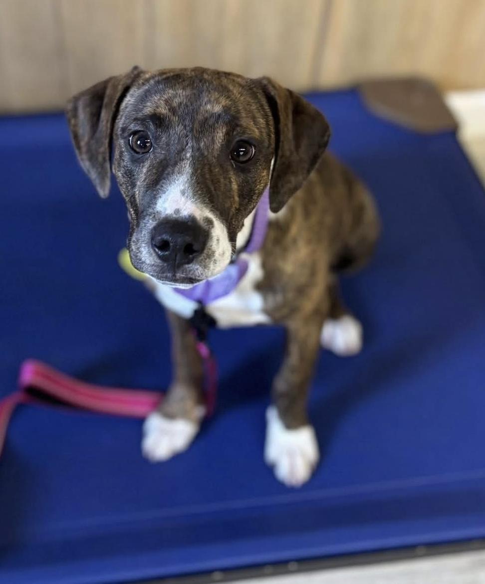 Carolina, adopted, Puppy Female Boxer & Terrier.