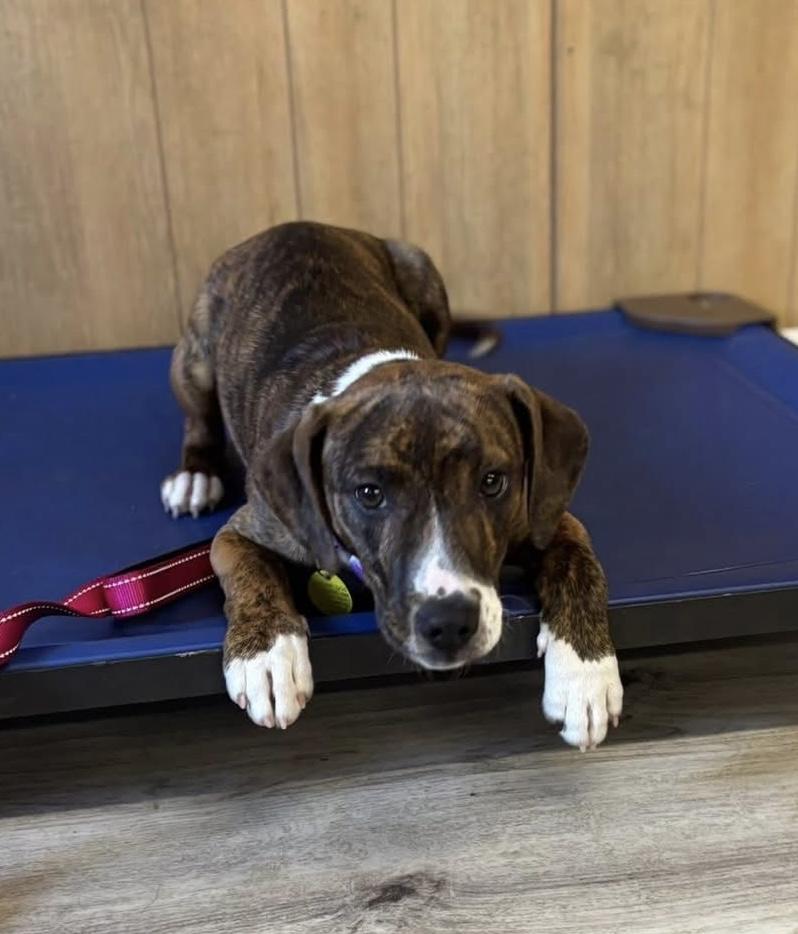 Enlarge Carolina, an adopted mixed breed in North Olmsted, OH image 2/3