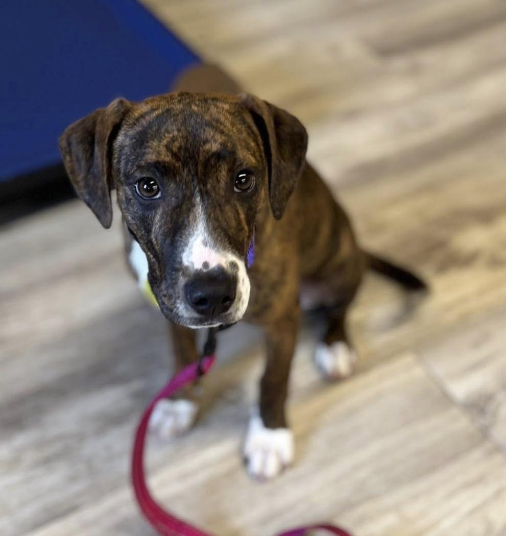 Enlarge Carolina, an adopted mixed breed in North Olmsted, OH image 3/3
