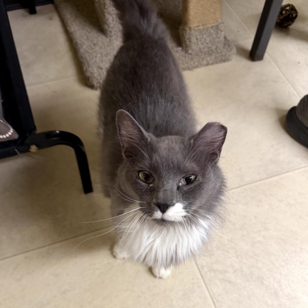 Valen, a Adoptable Domestic Medium Hair in Pontiac, IL image 1/4