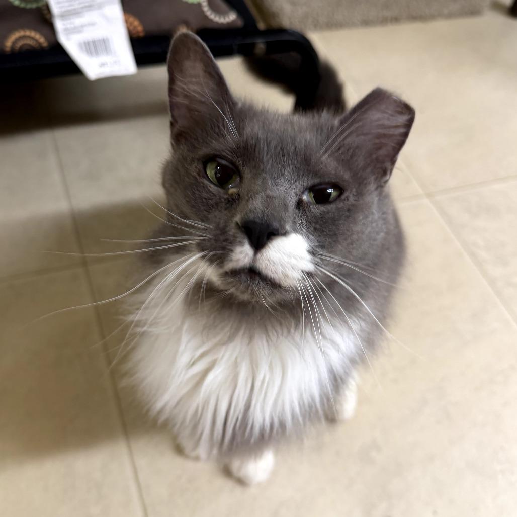 Valen, a Adoptable Domestic Medium Hair in Pontiac, IL image 2/4
