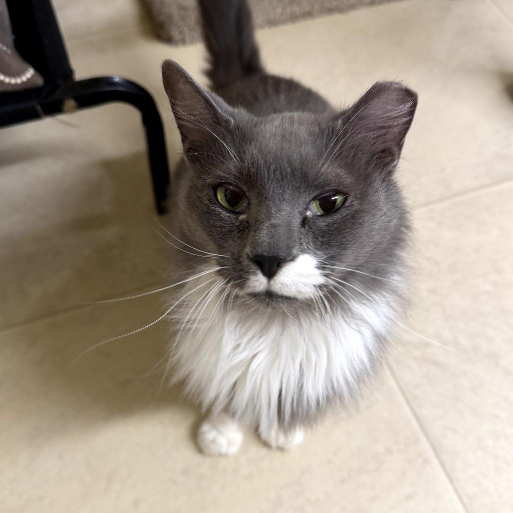 Valen, a Adoptable Domestic Medium Hair in Pontiac, IL image 3/4