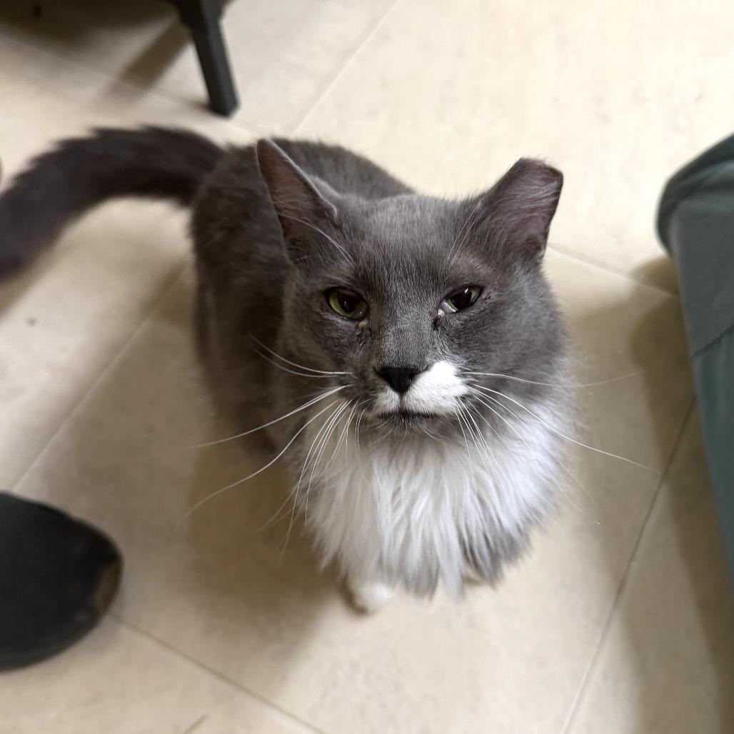 Valen, a Adoptable Domestic Medium Hair in Pontiac, IL image 4/4