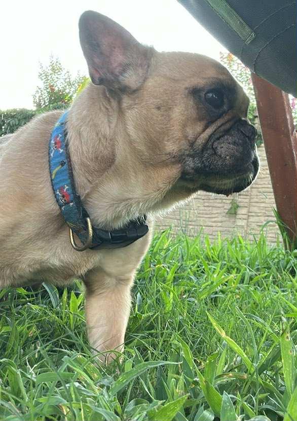 Marbles (AW-Fostered in New England) photo 4