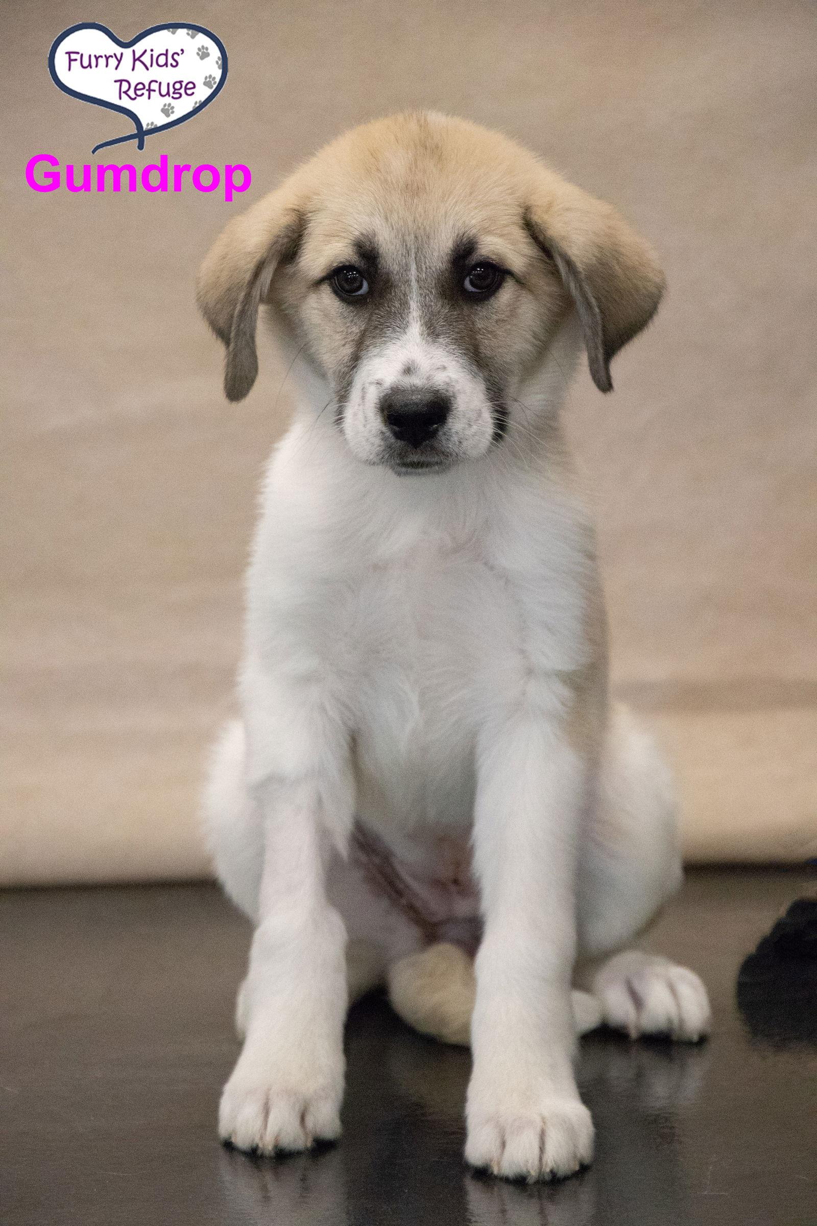 Gumdrop, Adoptable, Puppy Female Great Pyrenees & Anatolian Shepherd.