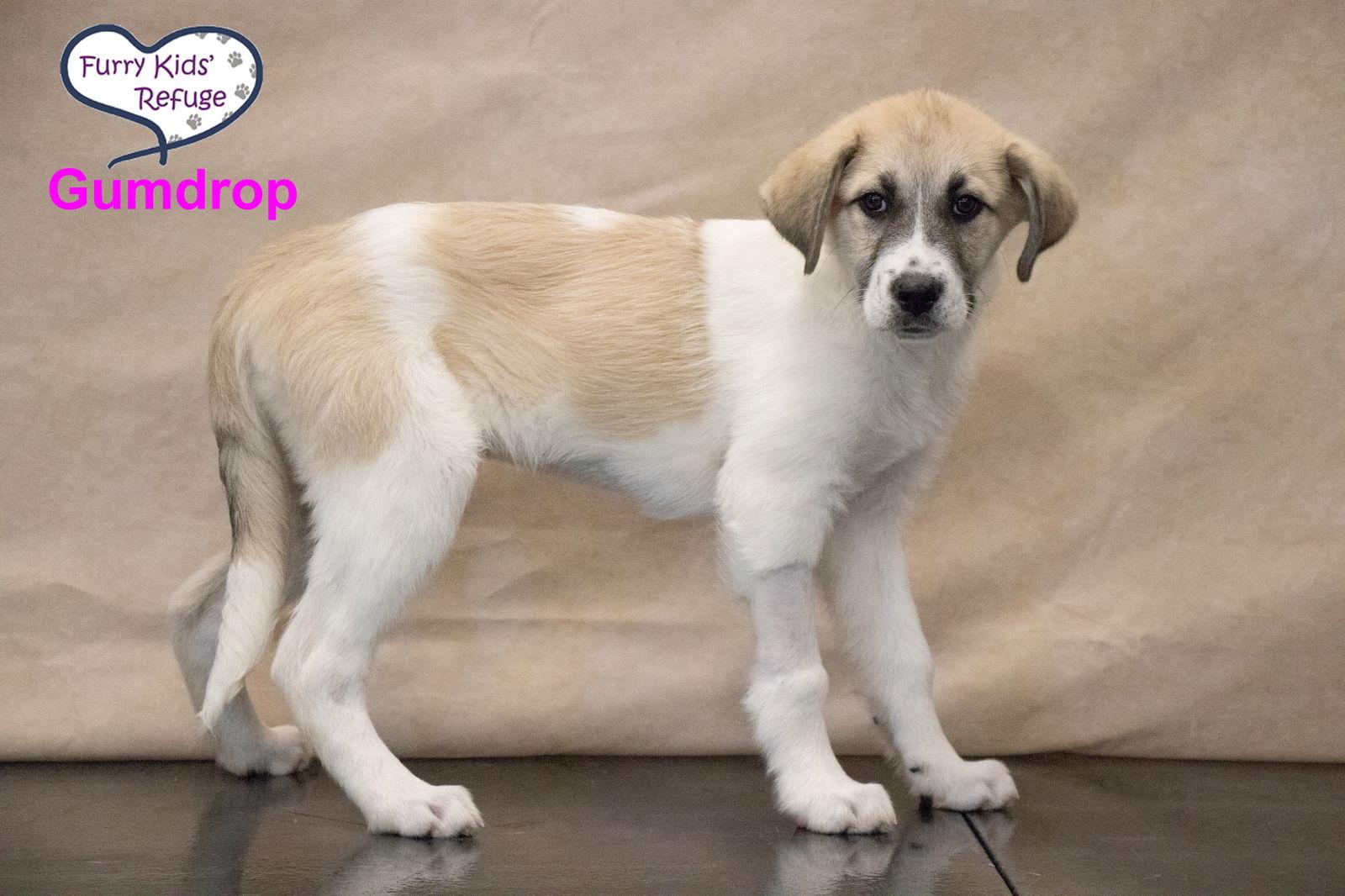 Enlarge Gumdrop, a Adoptable mixed breed in Lee's Summit, MO image 2/3