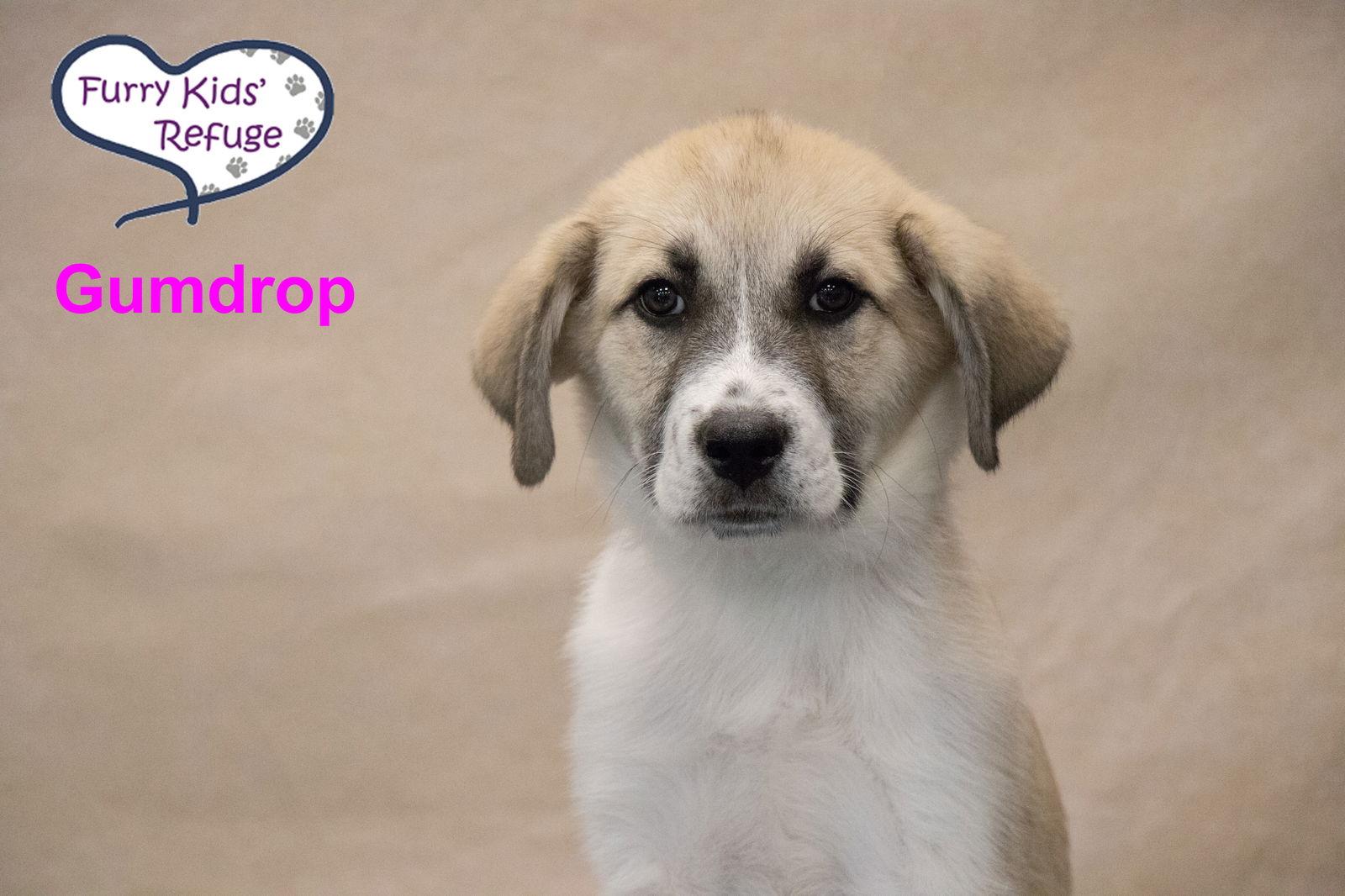 Enlarge Gumdrop, a Adoptable mixed breed in Lee's Summit, MO image 3/3