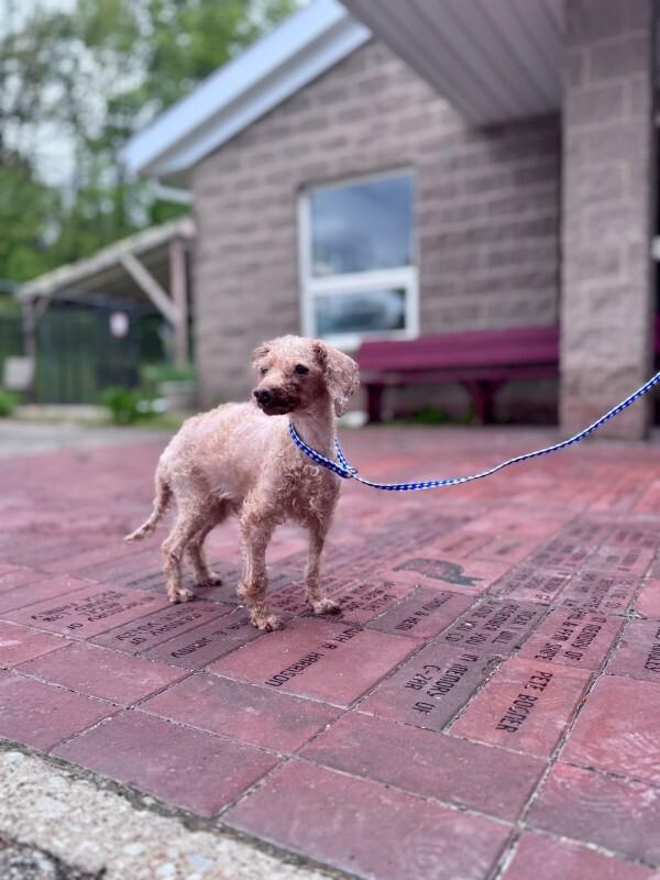 Dimitri, a Adoptable Miniature Poodle in Wooster, OH image 1/3