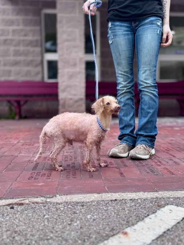 Dimitri, a Adoptable Miniature Poodle in Wooster, OH image 2/3