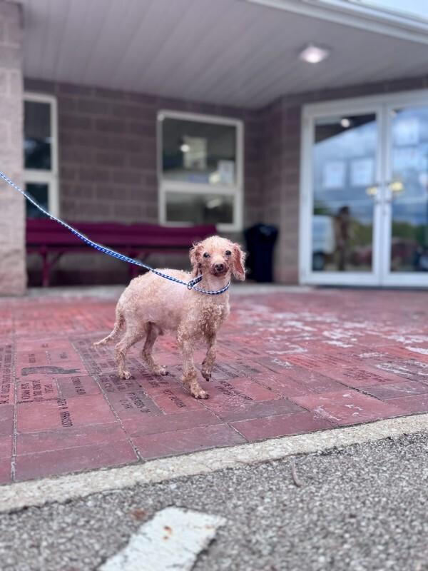 Dimitri, a Adoptable Miniature Poodle in Wooster, OH image 3/3