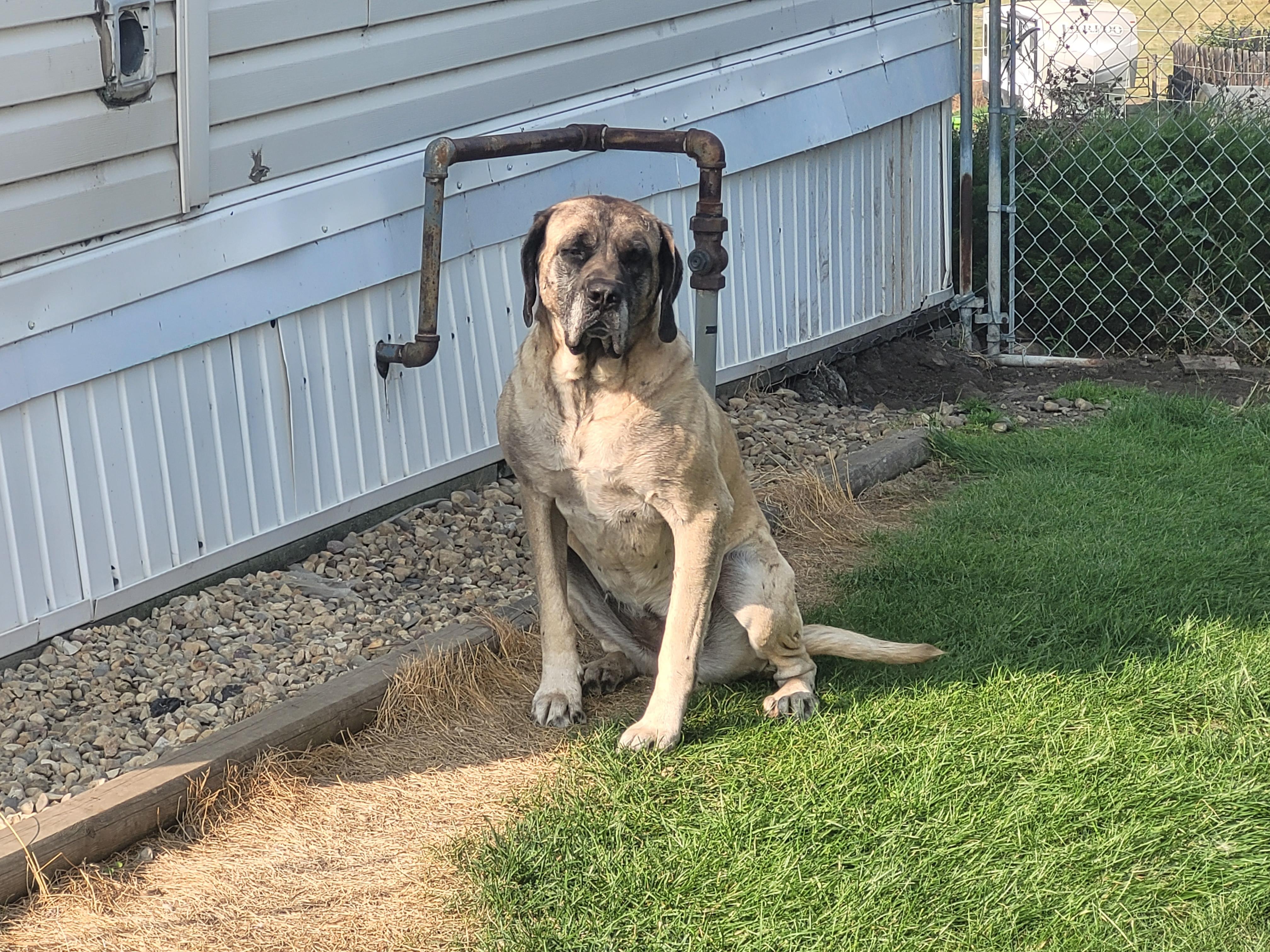 Riley, an adoptable Mastiff in Lacombe, AB, T4L 1X3 | Photo Image 1