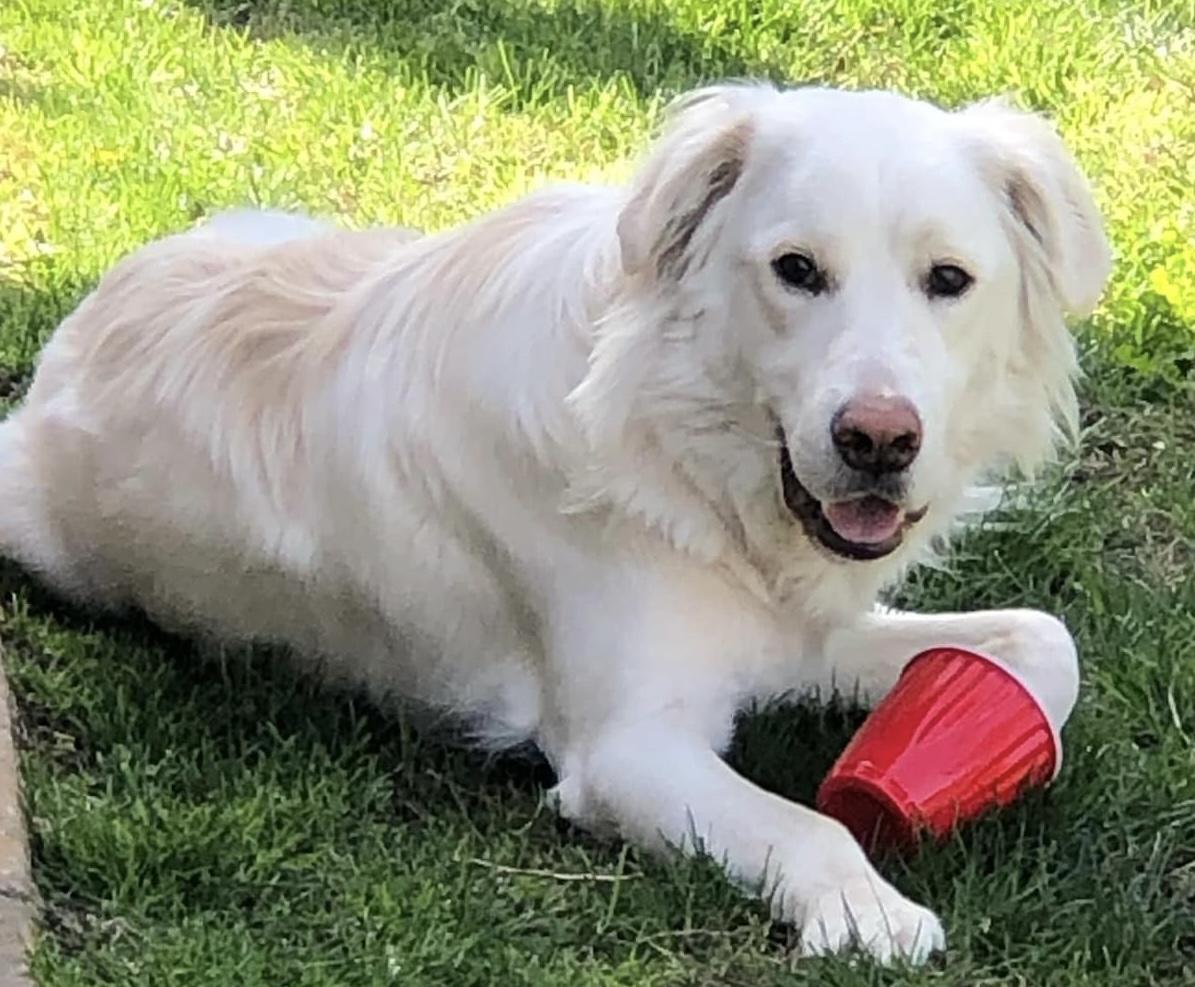 Jade, ADOPTABLE, Adult Female Golden Retriever.