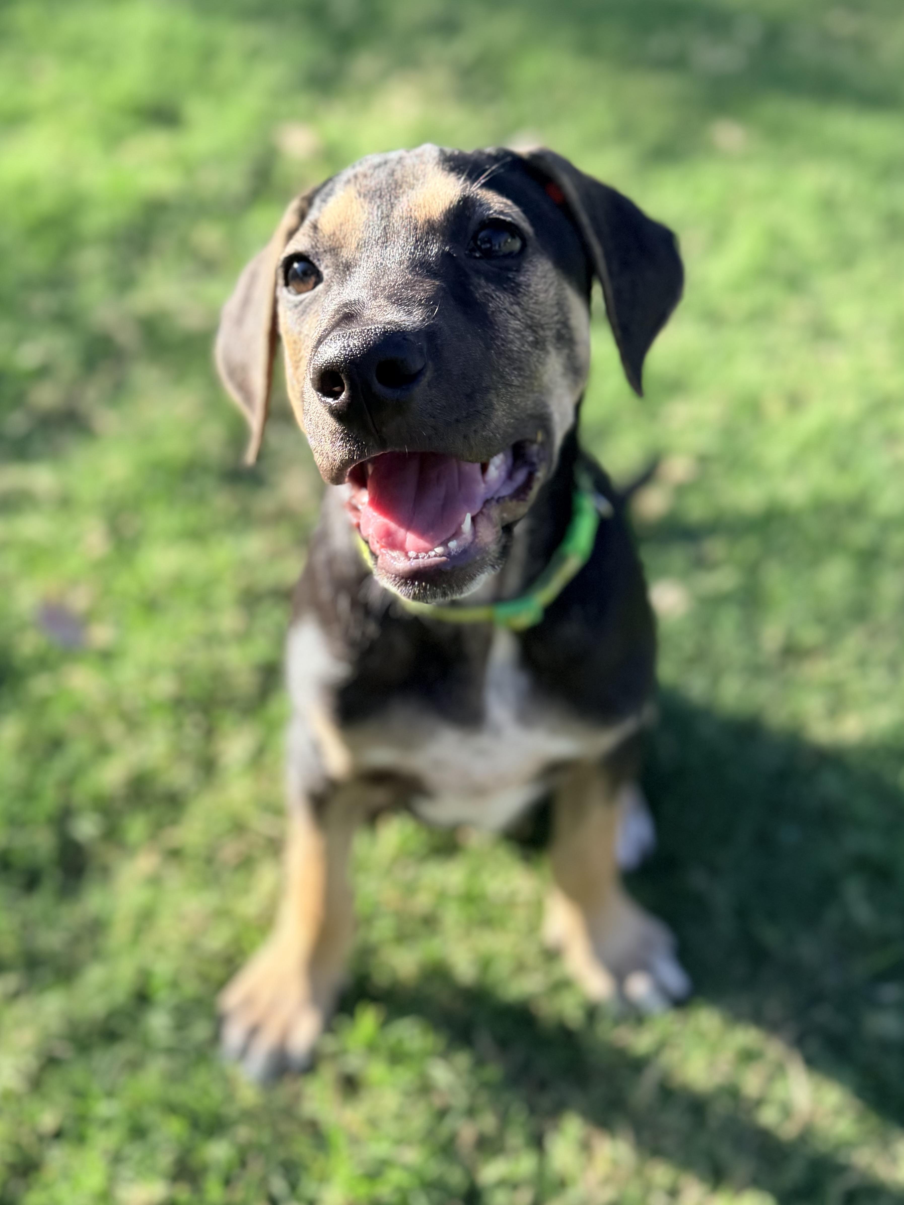 Enlarge Zane, a ADOPTABLE mixed breed in Gilbert, AZ image 5/6