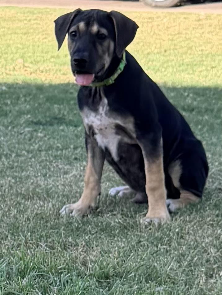 Enlarge Zane, a ADOPTABLE mixed breed in Gilbert, AZ image 2/6