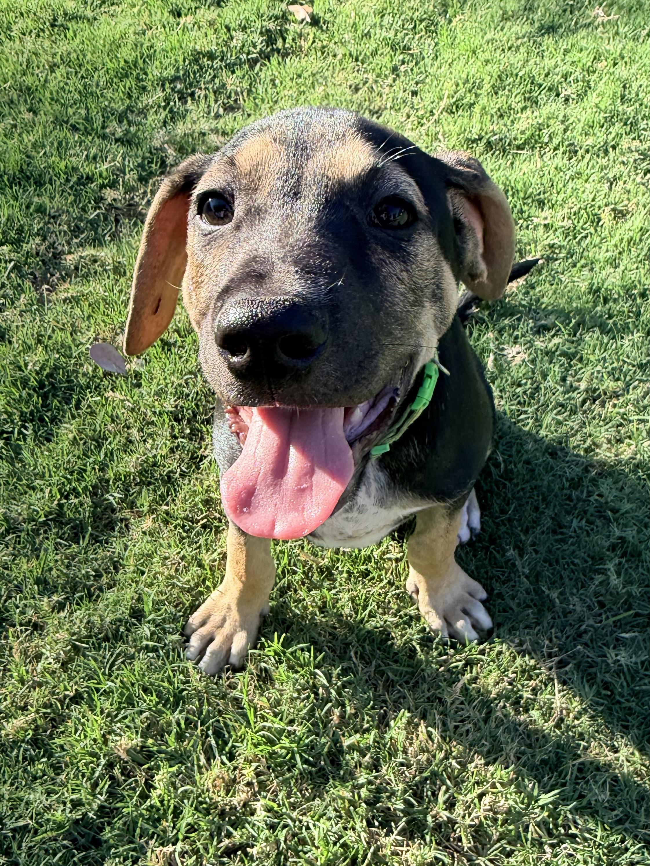 Enlarge Zane, a ADOPTABLE mixed breed in Gilbert, AZ image 3/6