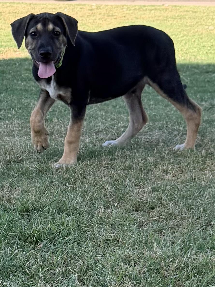 Enlarge Zane, a ADOPTABLE mixed breed in Gilbert, AZ image 6/6