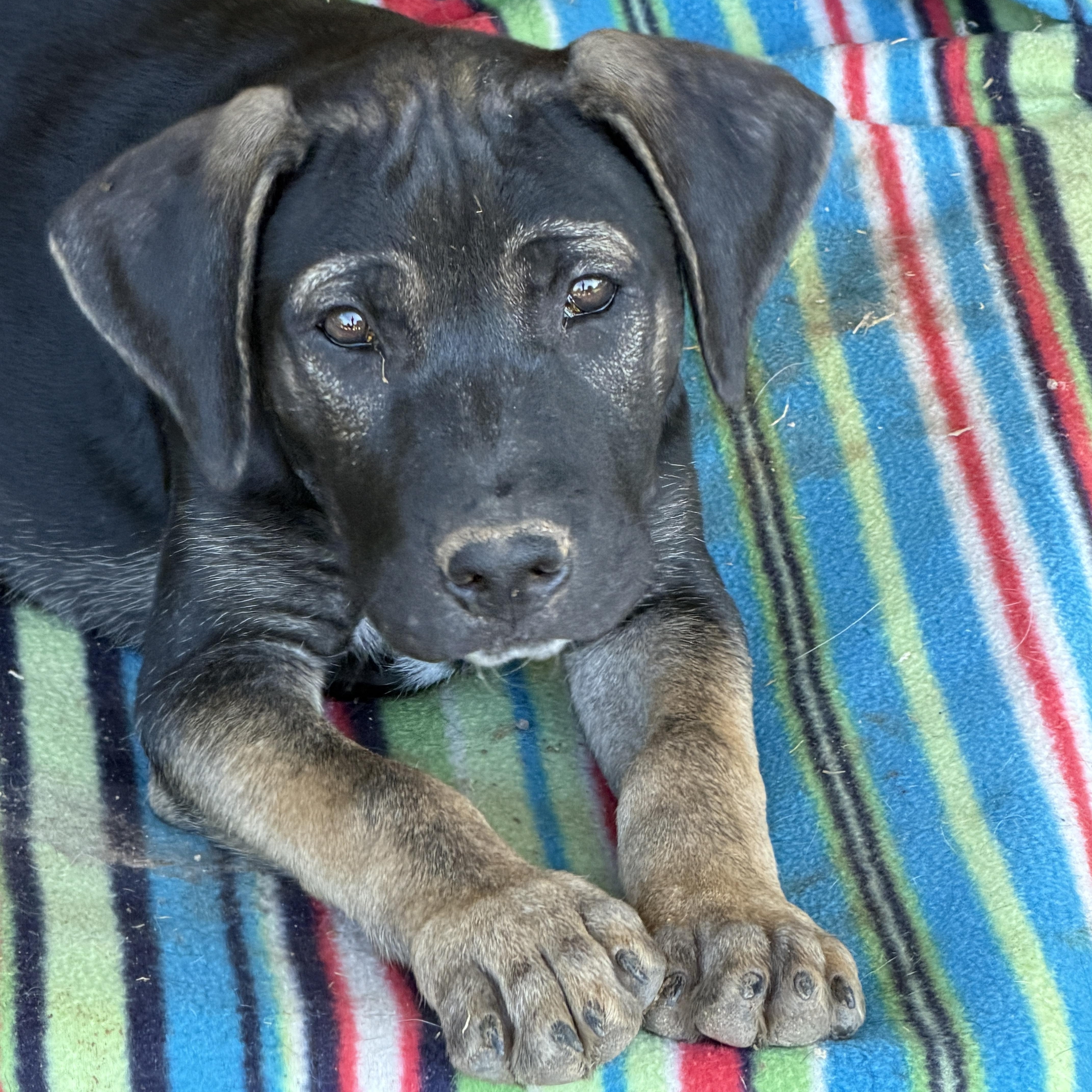 Zane, ADOPTABLE, Puppy Male Black Labrador Retriever & German Shepherd Dog.