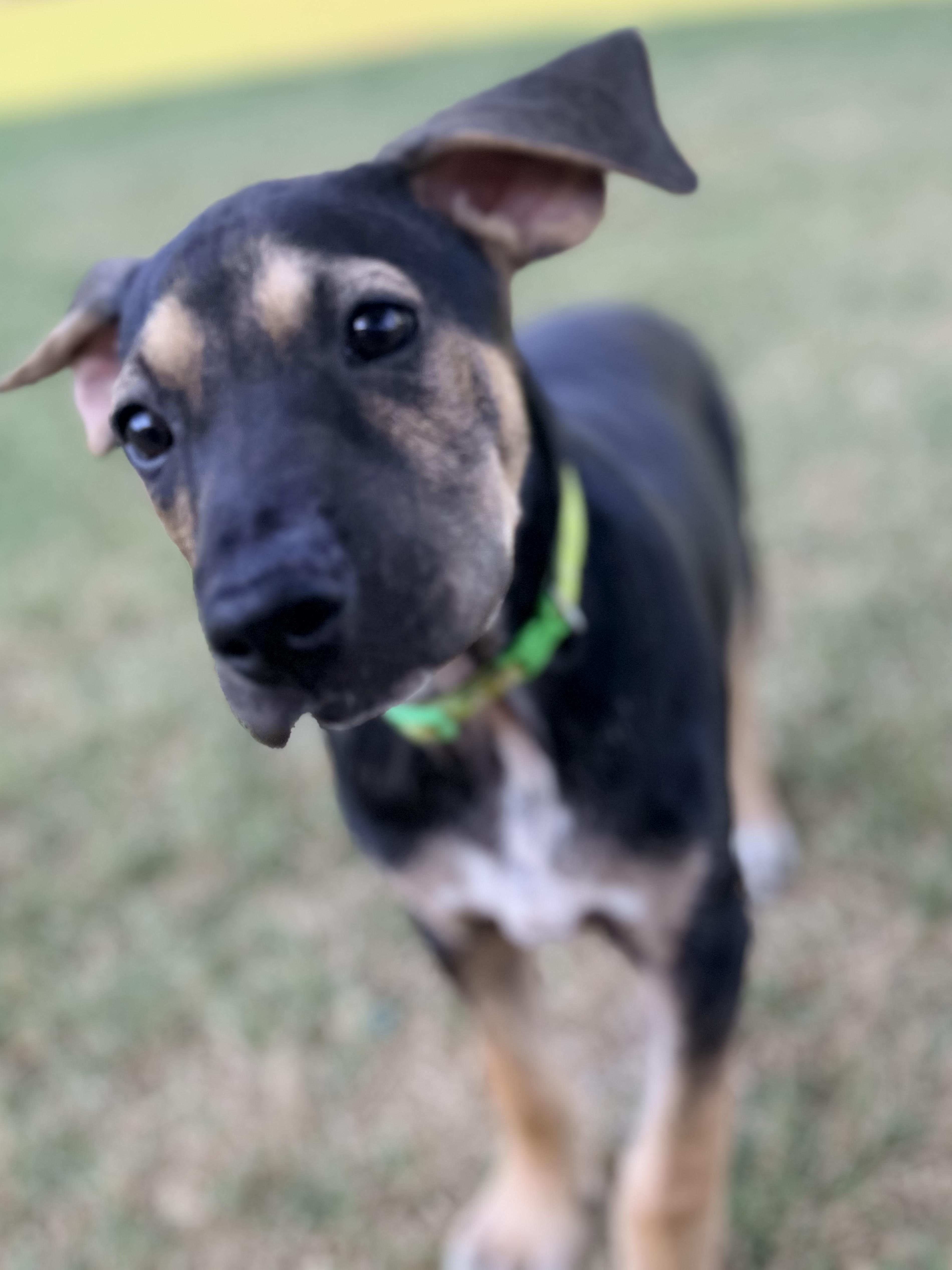 Enlarge Zane, a ADOPTABLE mixed breed in Gilbert, AZ image 4/6