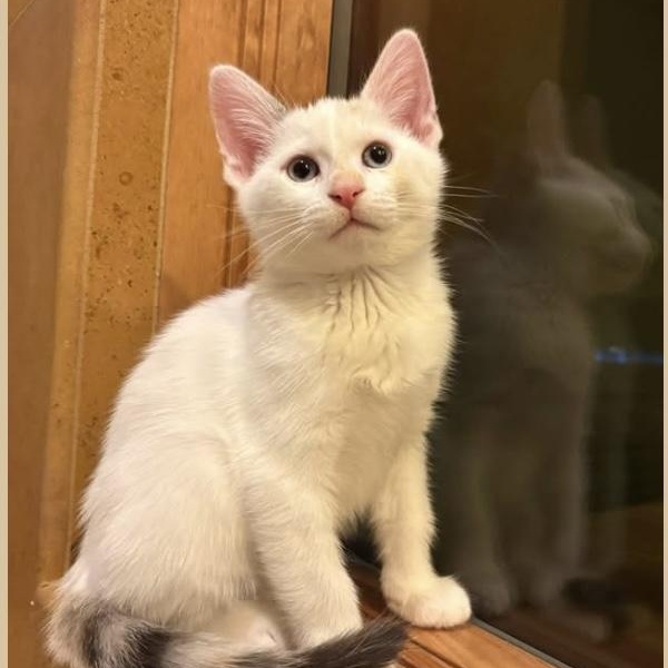 Sonnet, Adoptable, Kitten Female Domestic Short Hair.