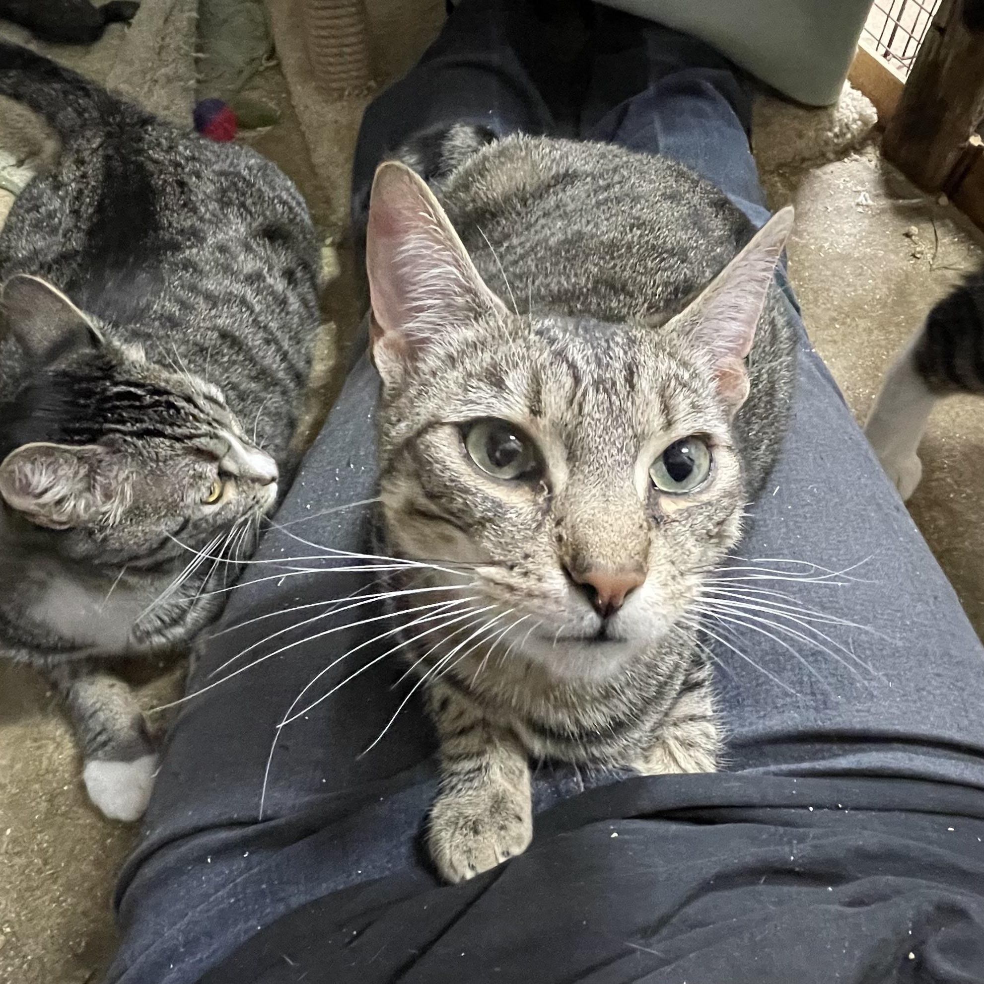 Enlarge Daytona, a Adoptable Tabby in Stanwood, WA image 5/6