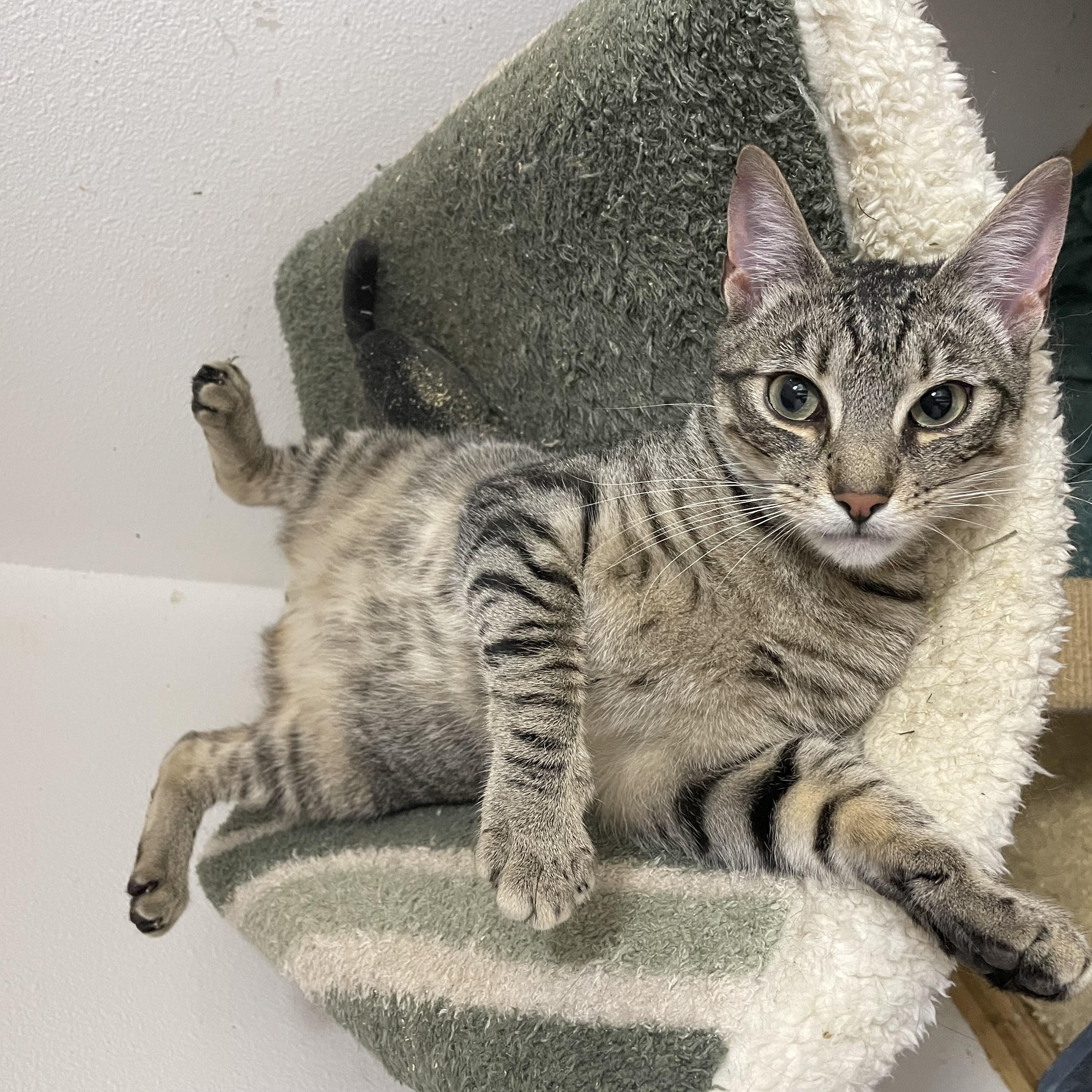 Enlarge Daytona, a Adoptable Tabby in Stanwood, WA image 3/6