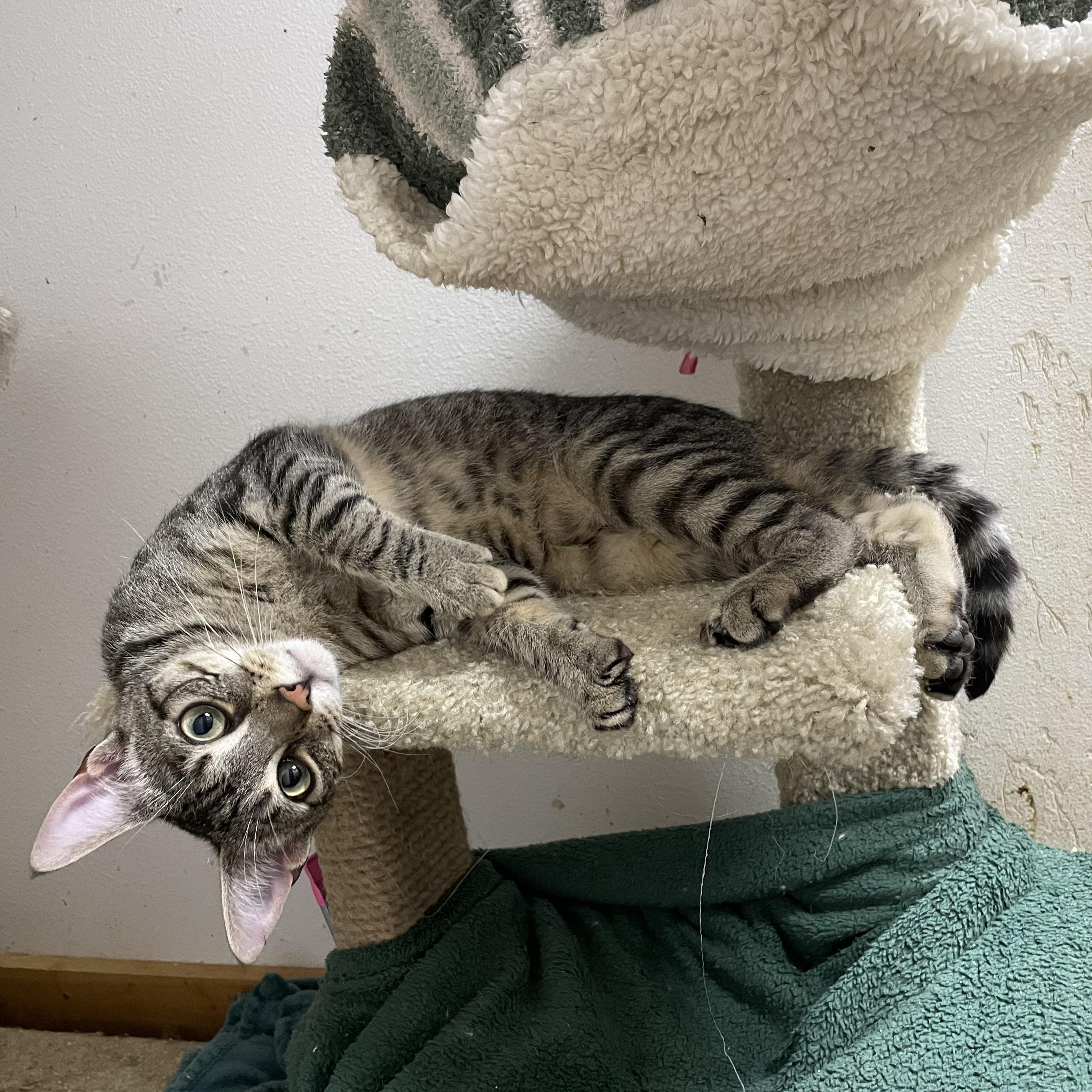 Enlarge Daytona, a Adoptable Tabby in Stanwood, WA image 4/6