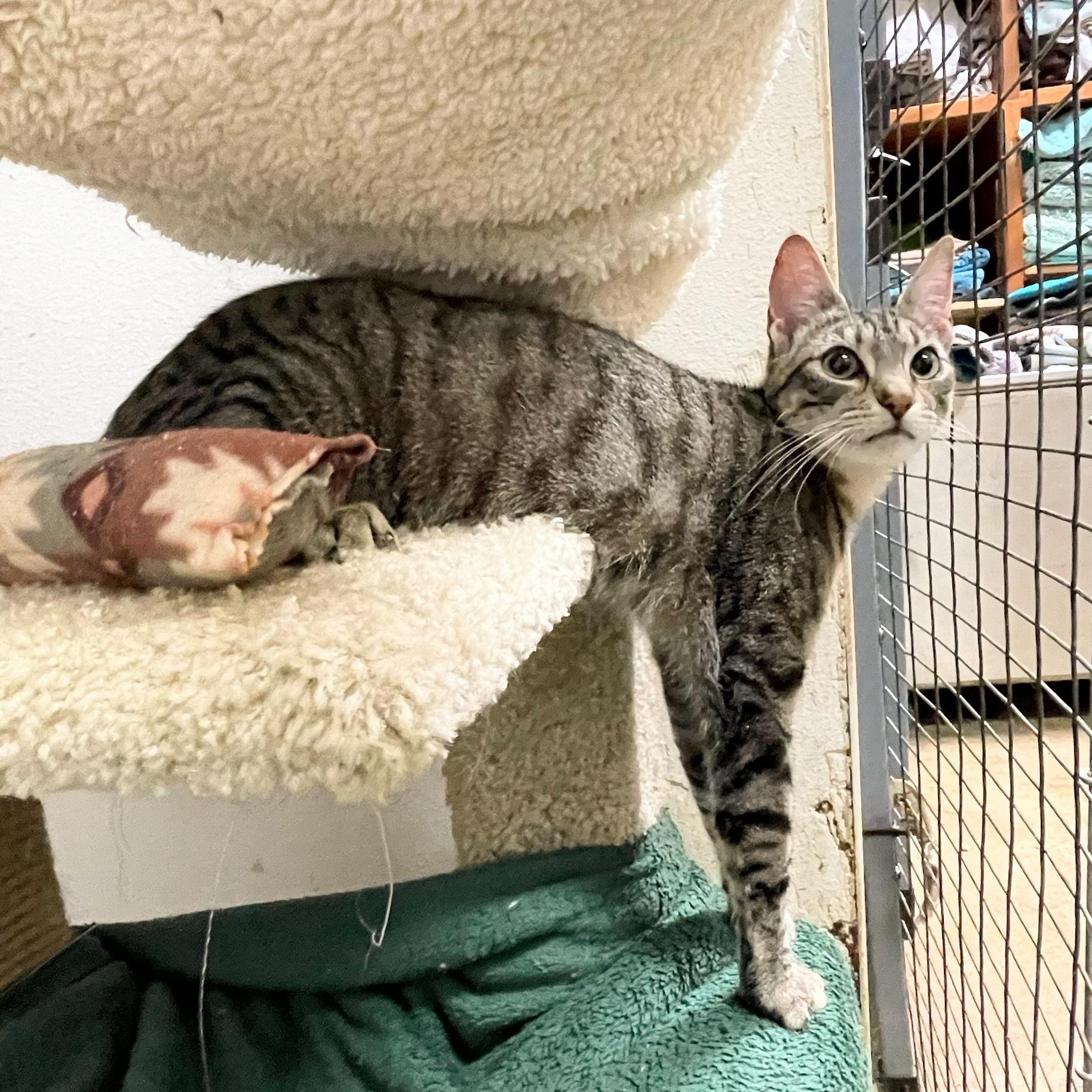 Daytona, Adoptable, Young Male Tabby.