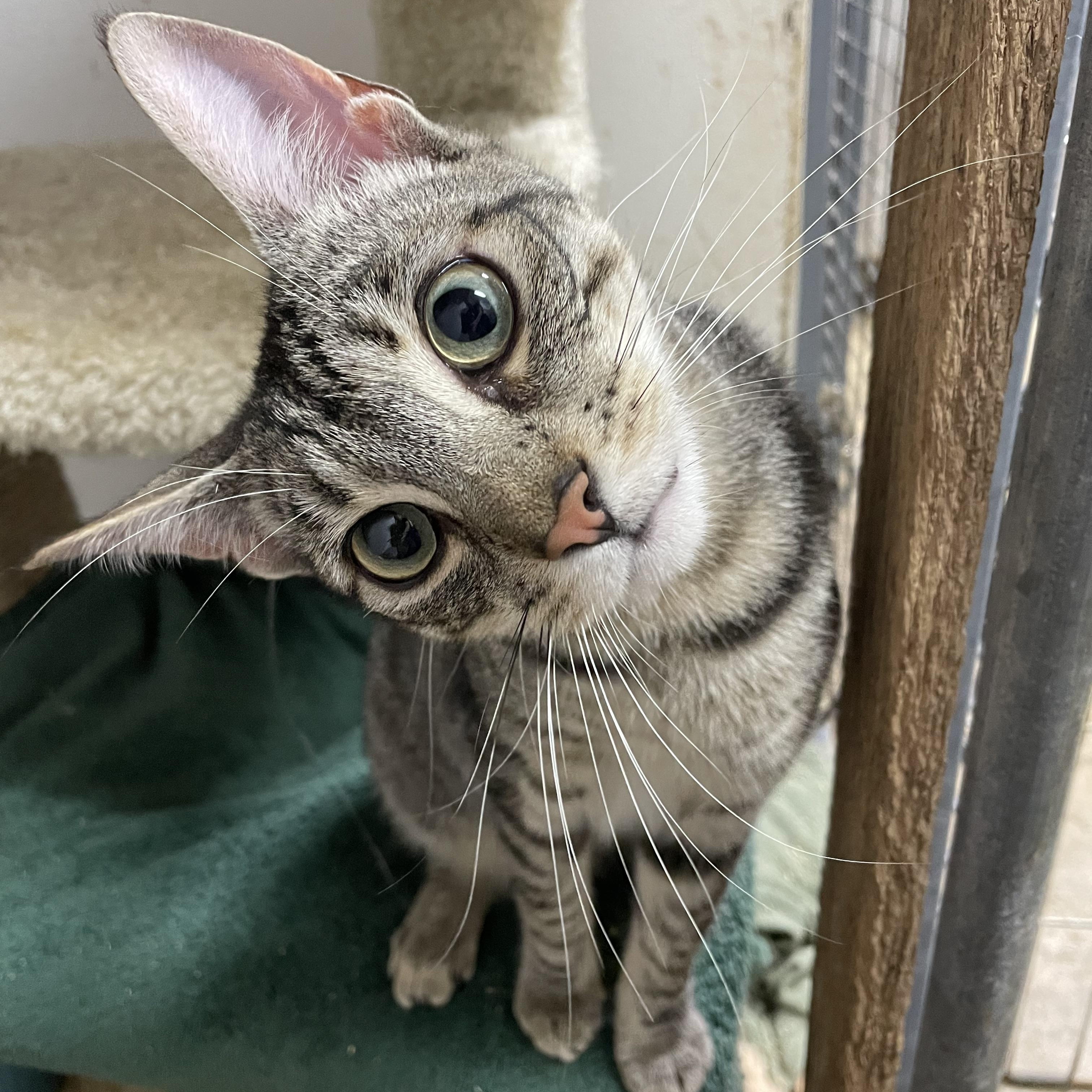 Enlarge Daytona, a Adoptable Tabby in Stanwood, WA image 2/6