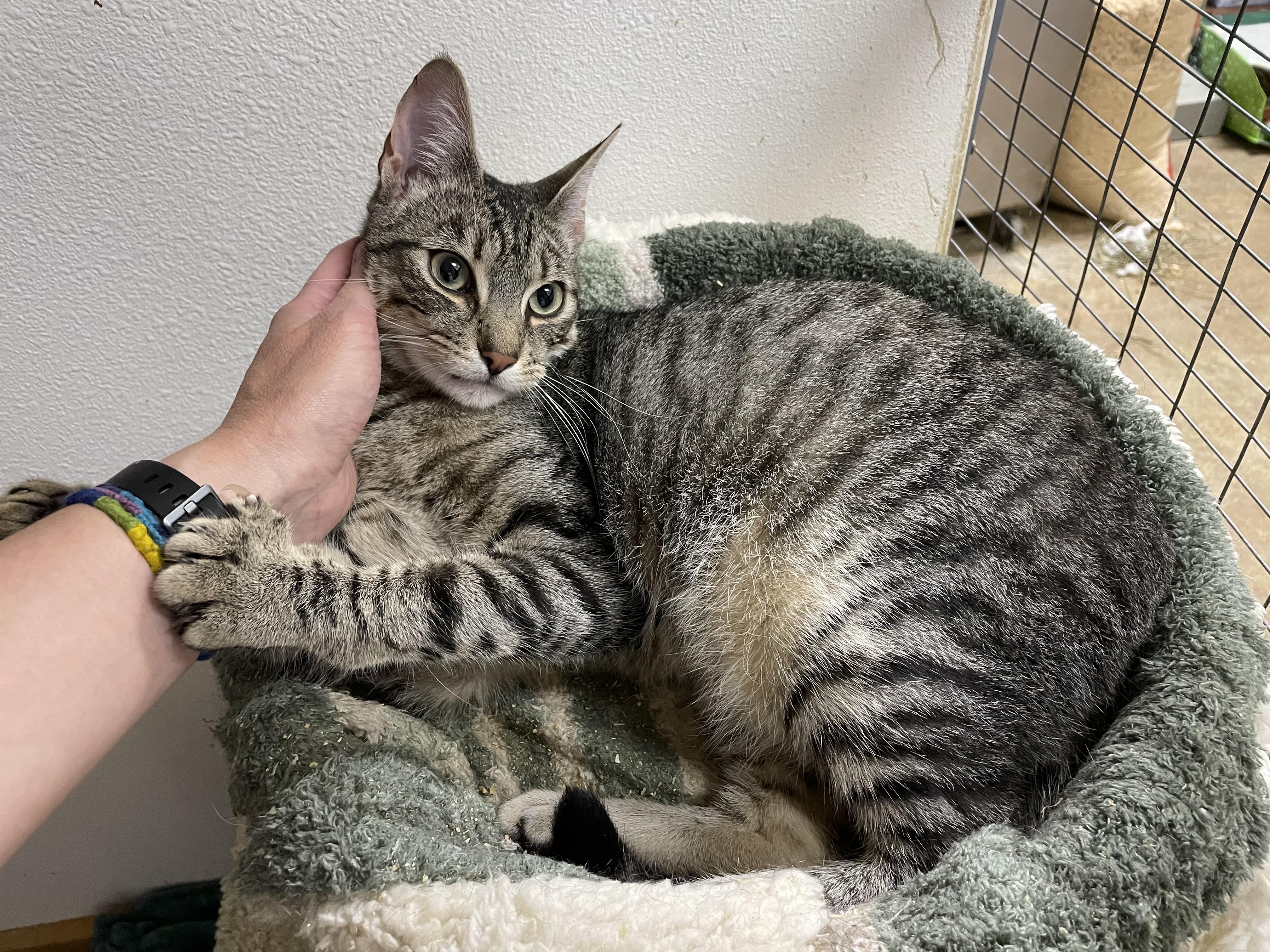 Enlarge Daytona, a Adoptable Tabby in Stanwood, WA image 6/6