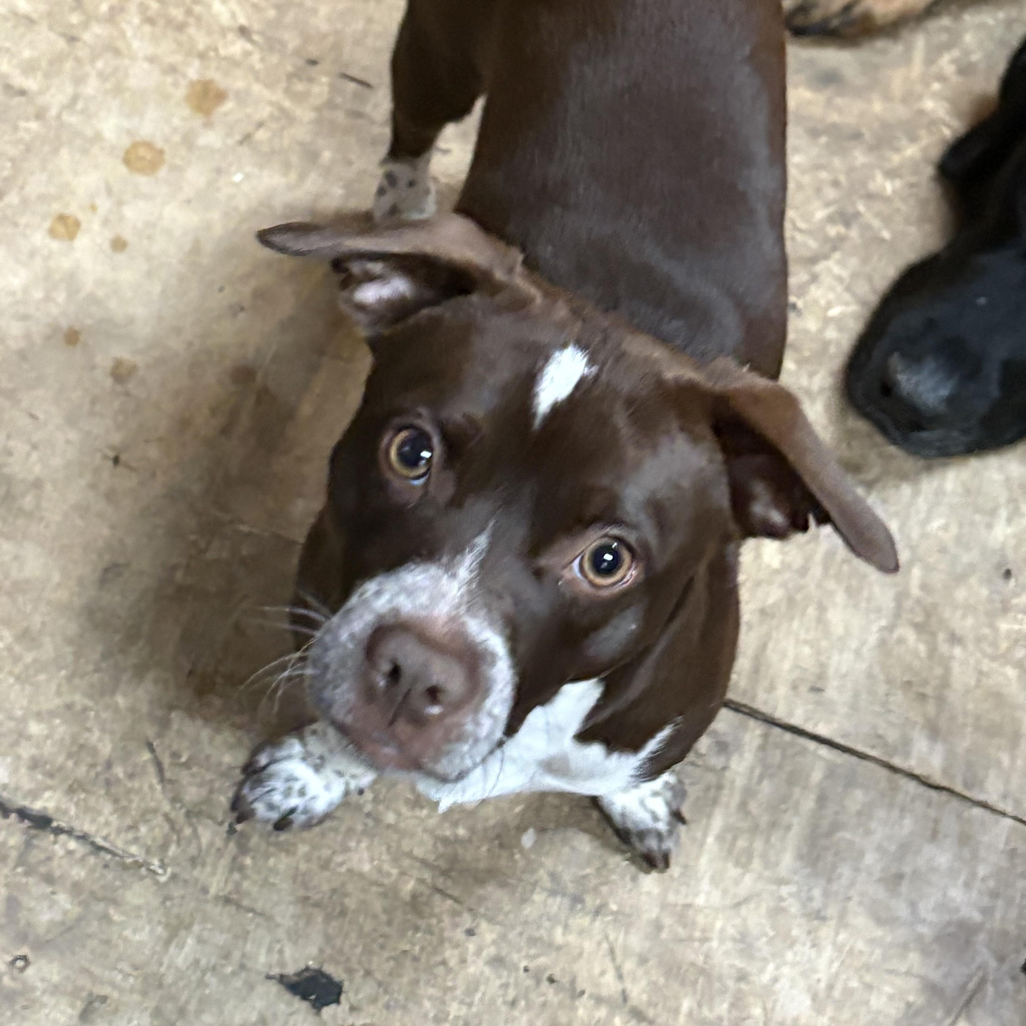 Luke, Adoptable, Young Male Pug & Rat Terrier.