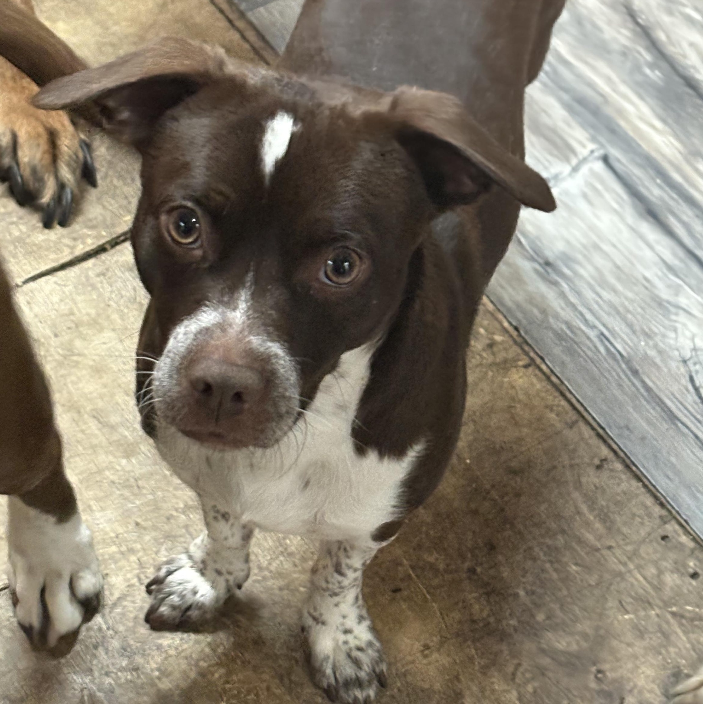 Enlarge Luke, a Adoptable mixed breed in Wilmington, IL image 2/4