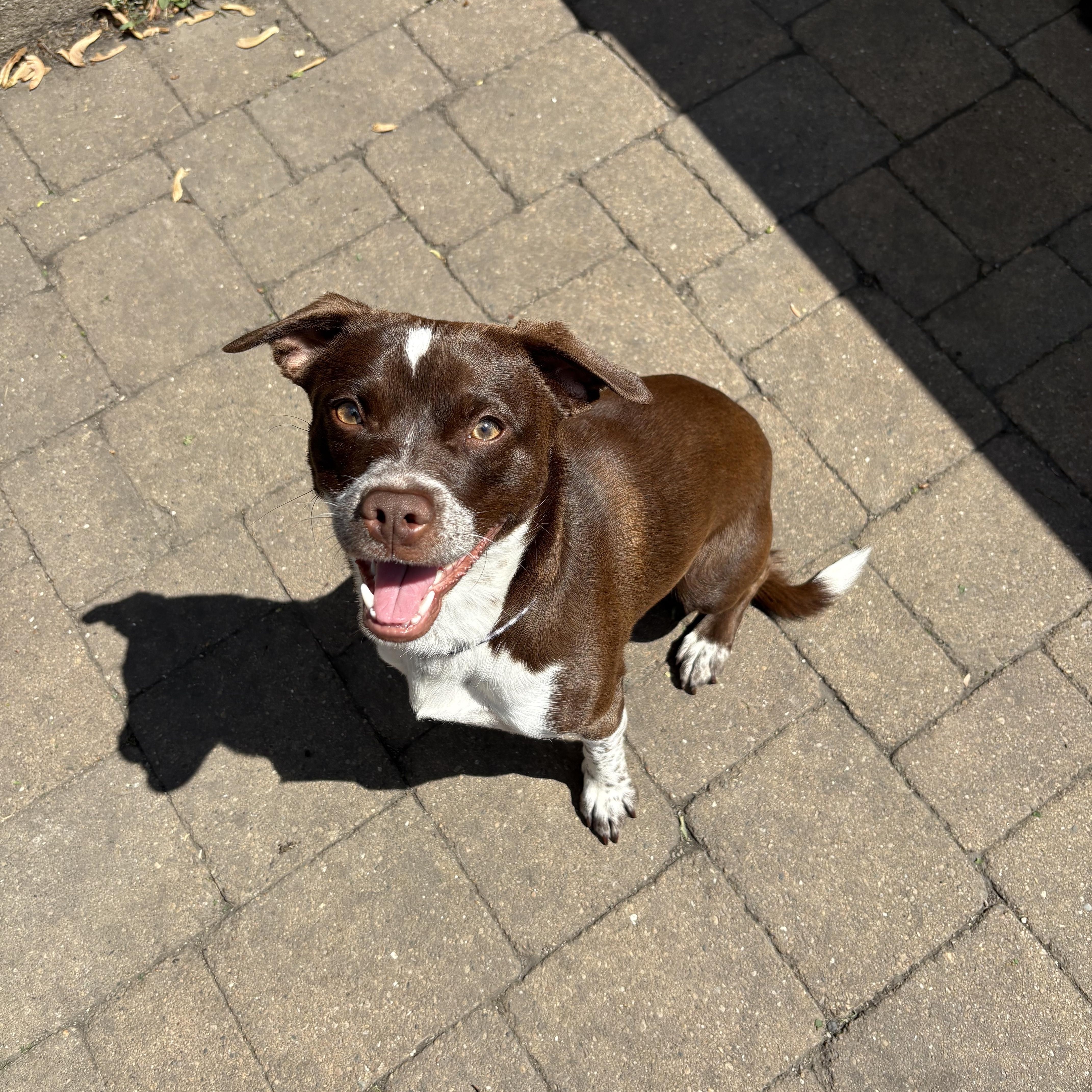 Enlarge Luke, a Adoptable mixed breed in Wilmington, IL image 3/4