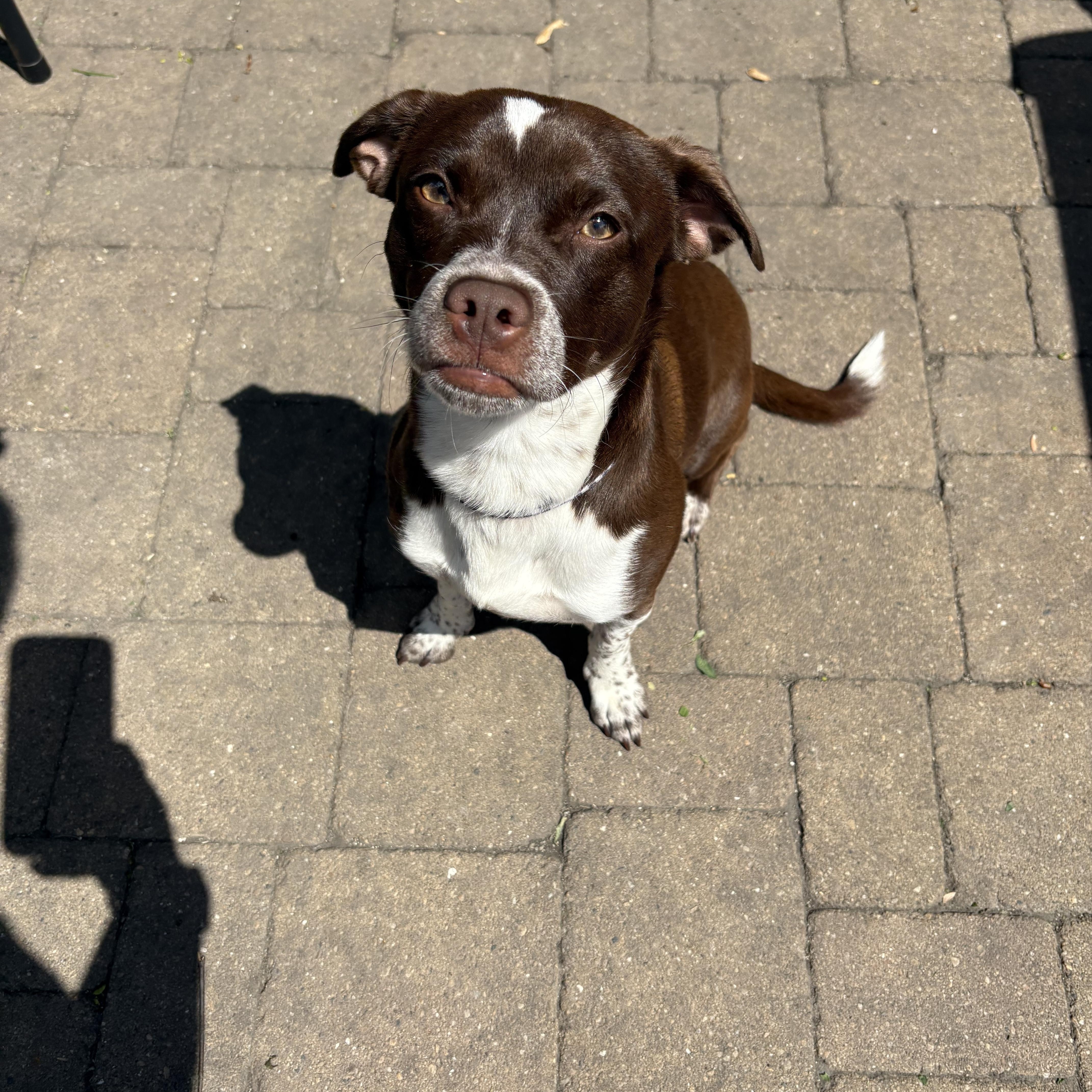 Enlarge Luke, a Adoptable mixed breed in Wilmington, IL image 4/4