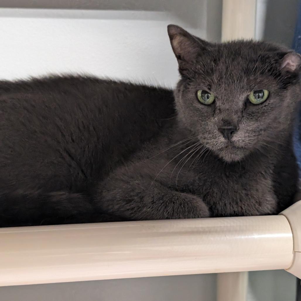 Berry, Adoptable, Adult Male Domestic Short Hair.