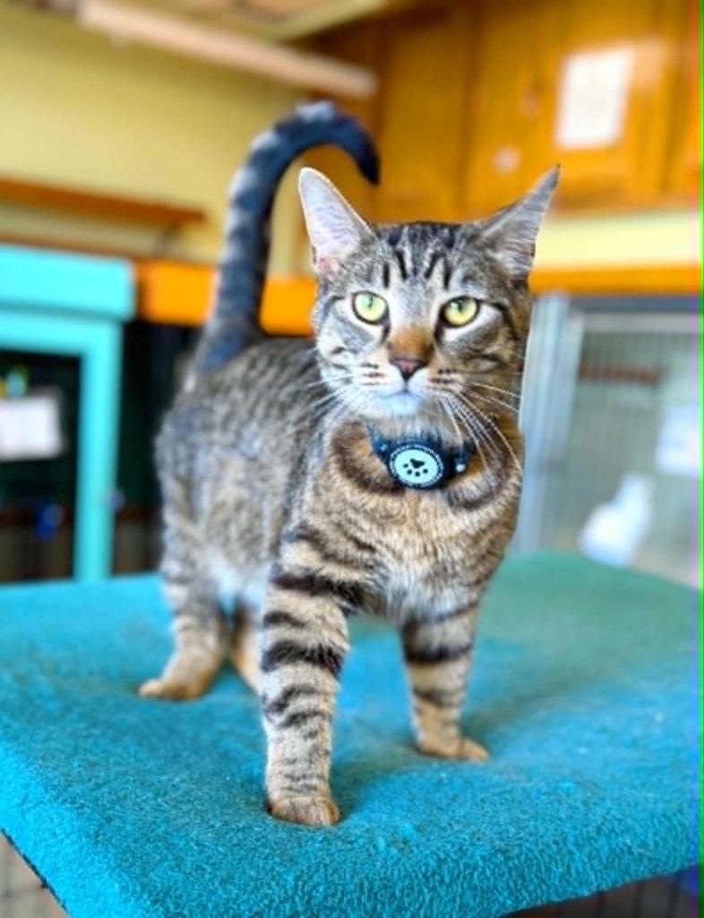 Rikki Tikki Tabby, Adoptable, Young Male Domestic Short Hair.