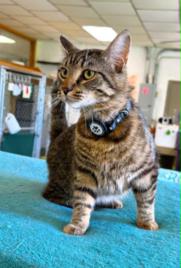 Rikki Tikki Tabby, a Adoptable mixed breed in Effingham, IL image 2/2