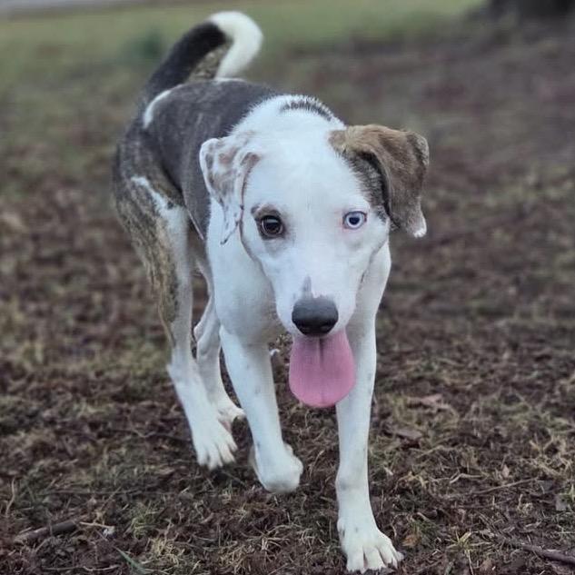 Enlarge Pumpkin, a Adoptable Mixed Breed in Corbin, KY image 1/6