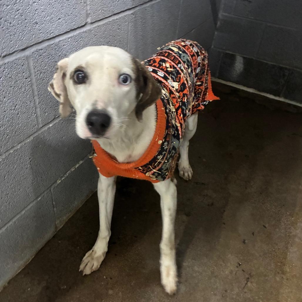 Pumpkin, Adoptable, Young Male Mixed Breed.