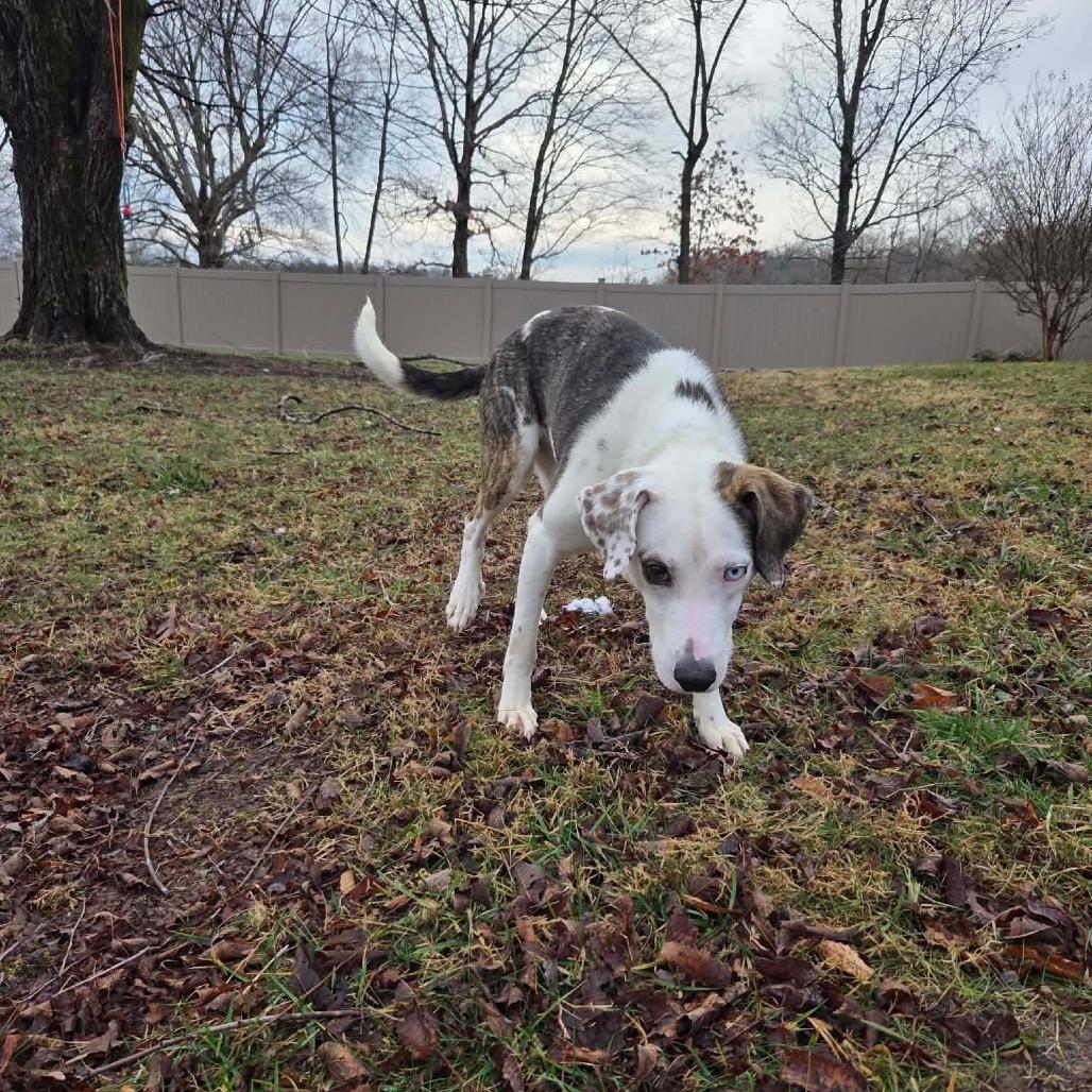 Enlarge Pumpkin, a Adoptable Mixed Breed in Corbin, KY image 4/6