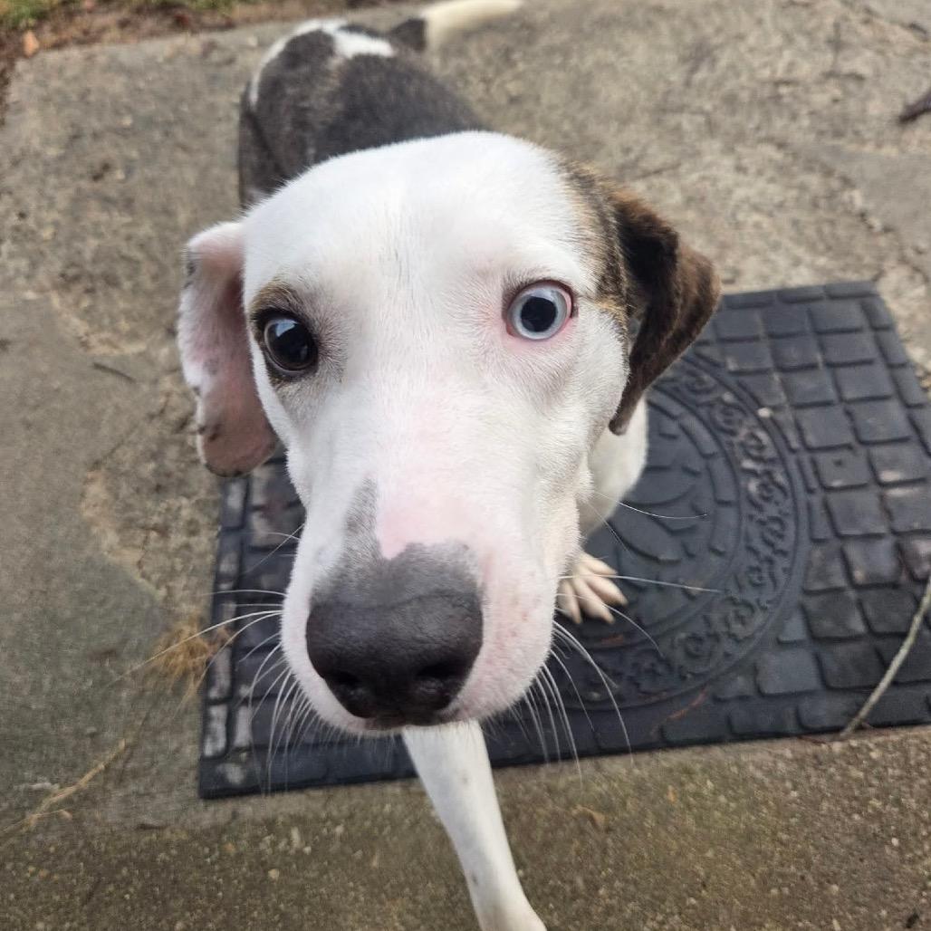 Enlarge Pumpkin, a Adoptable Mixed Breed in Corbin, KY image 5/6