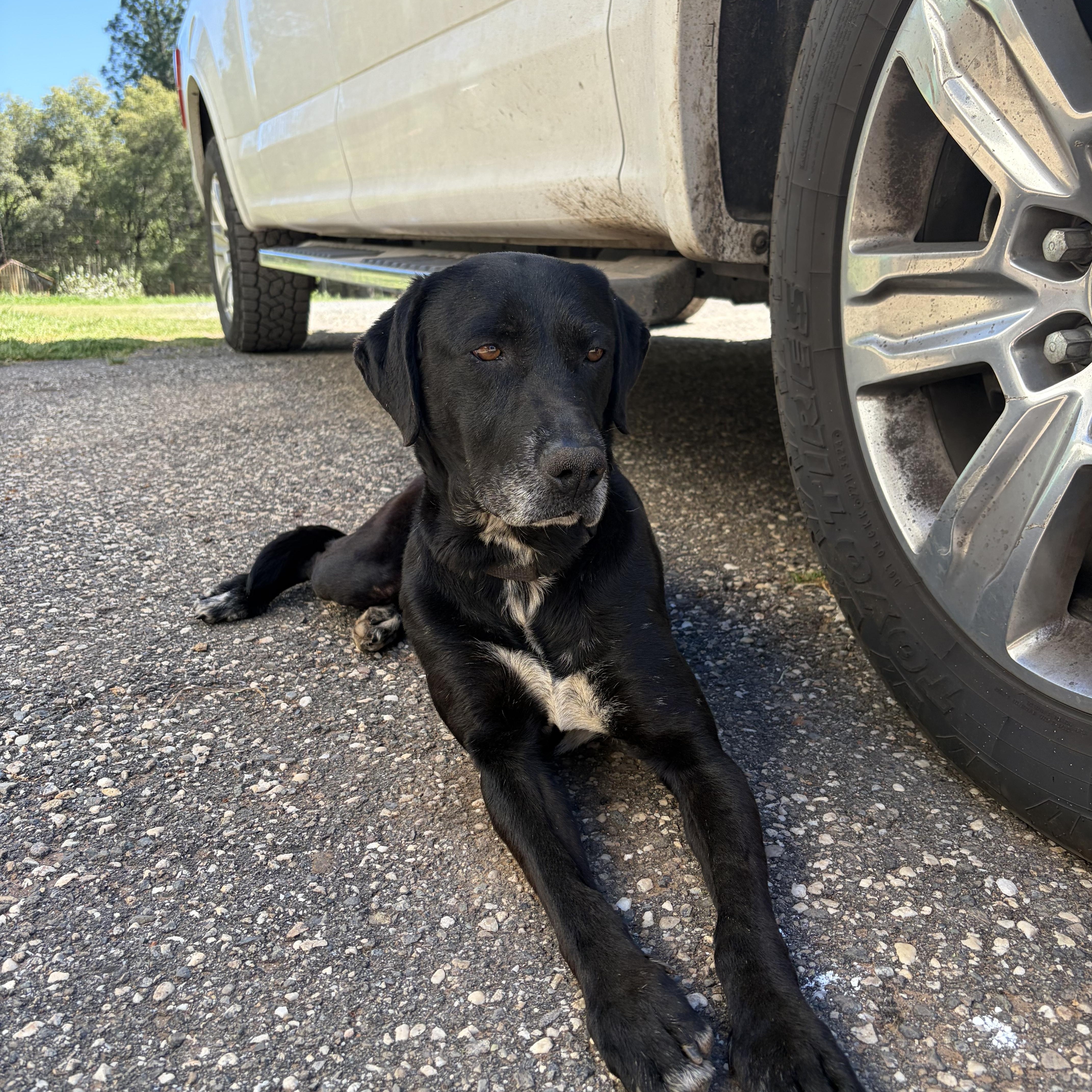 Enlarge Courtesy Listing- Ryno, a ADOPTABLE mixed breed in Grass Valley, CA image 2/3