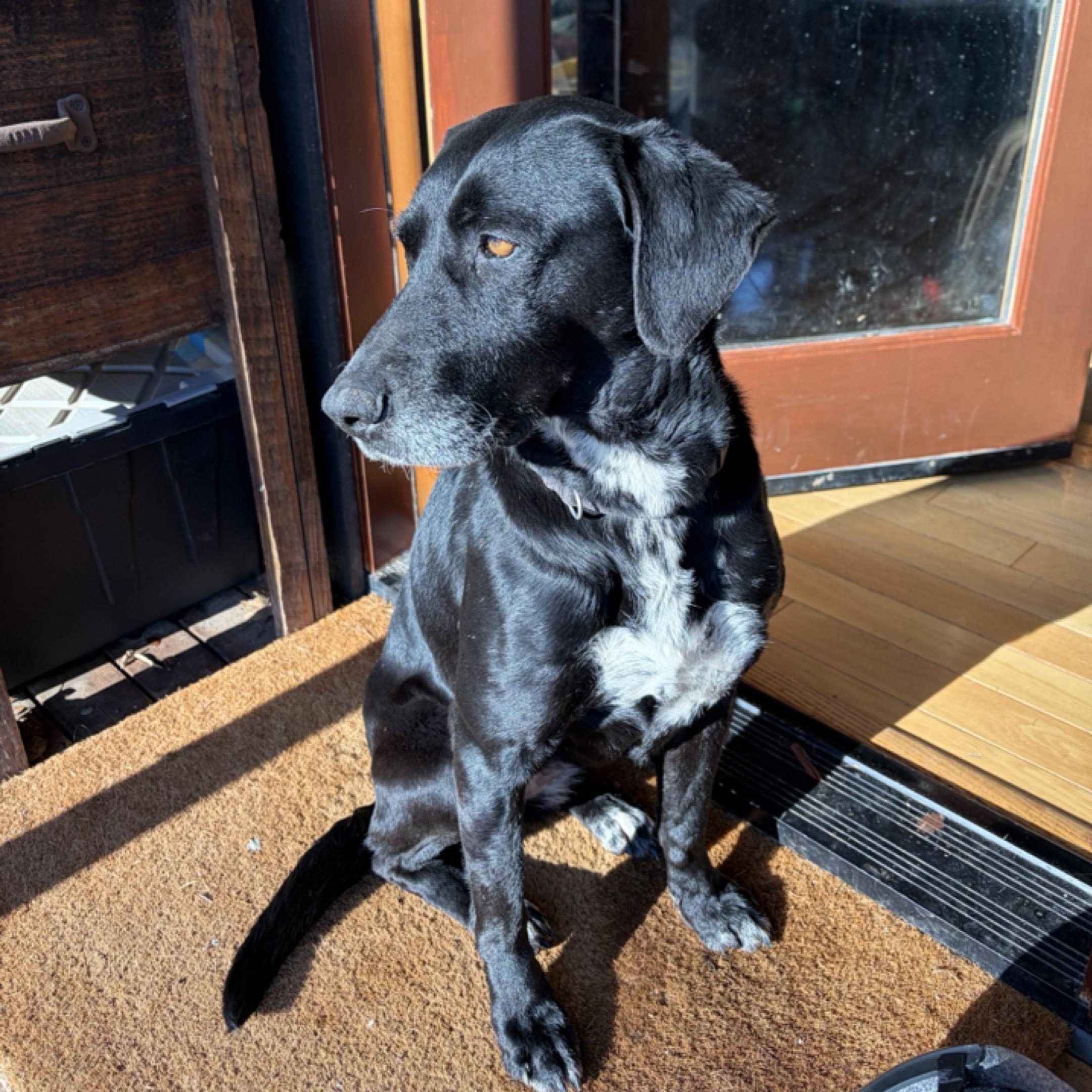 Courtesy Listing- Ryno, ADOPTABLE, Adult Female German Shorthaired Pointer & Black Labrador Retriever.