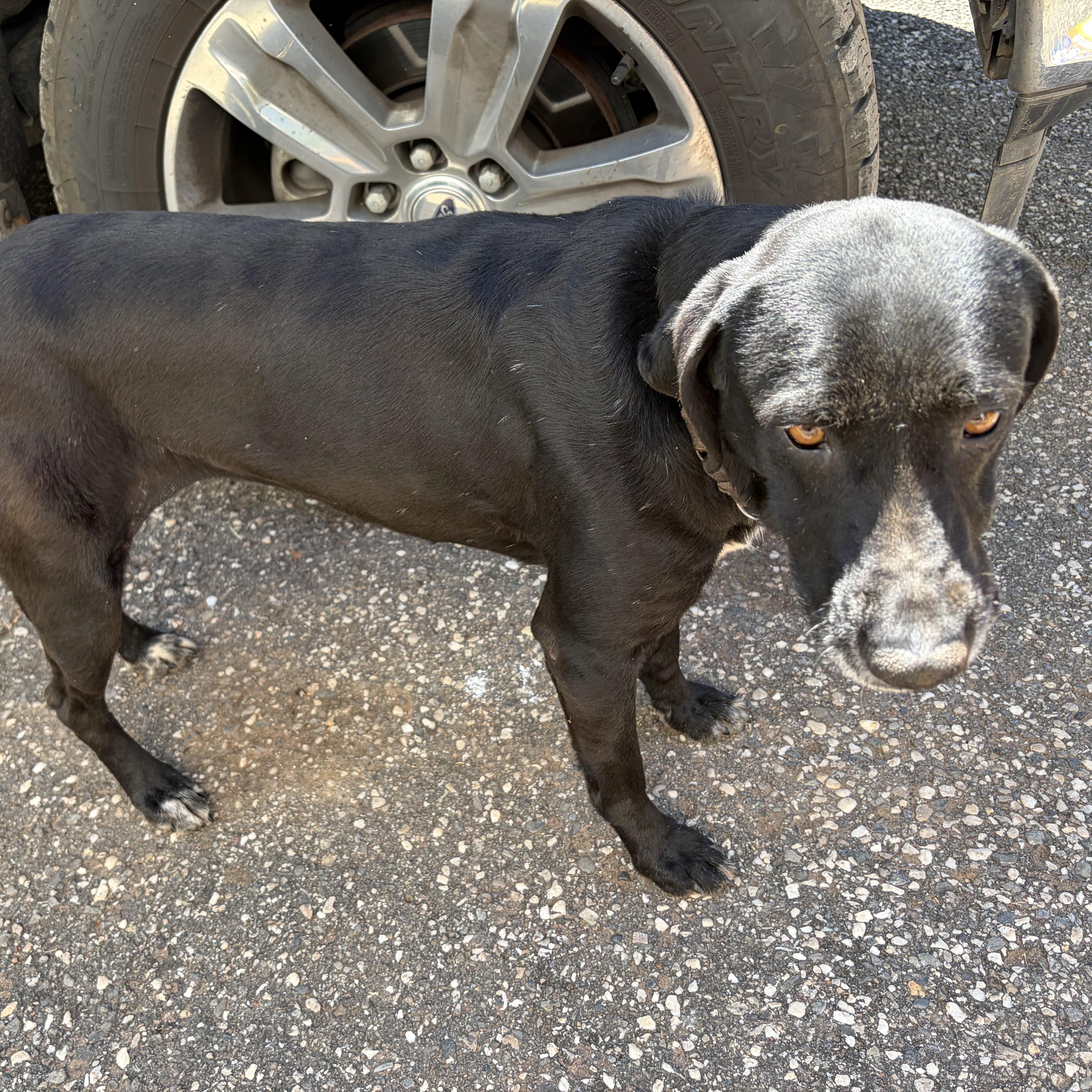 Enlarge Courtesy Listing- Ryno, a ADOPTABLE mixed breed in Grass Valley, CA image 3/3