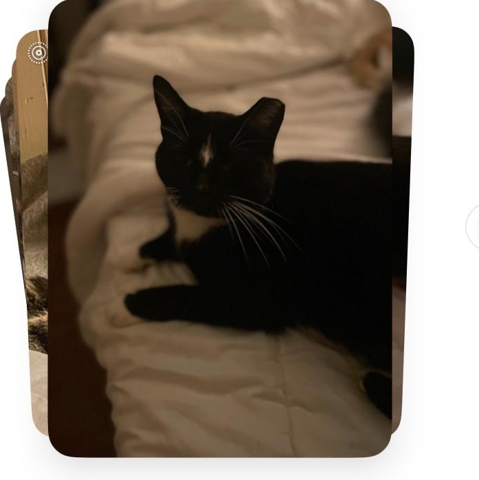 Enlarge Diamond, a Adoptable Domestic Short Hair in Waveland, IN image 2/3