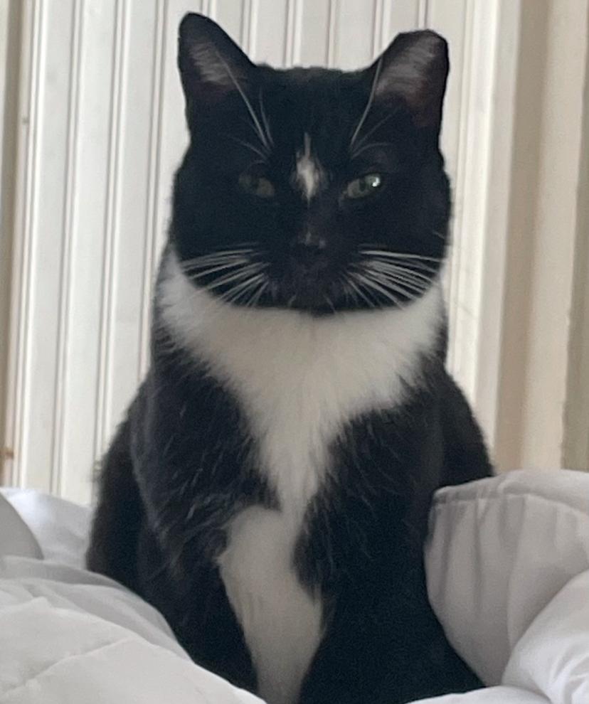 Enlarge Diamond, a Adoptable Domestic Short Hair in Waveland, IN image 1/3