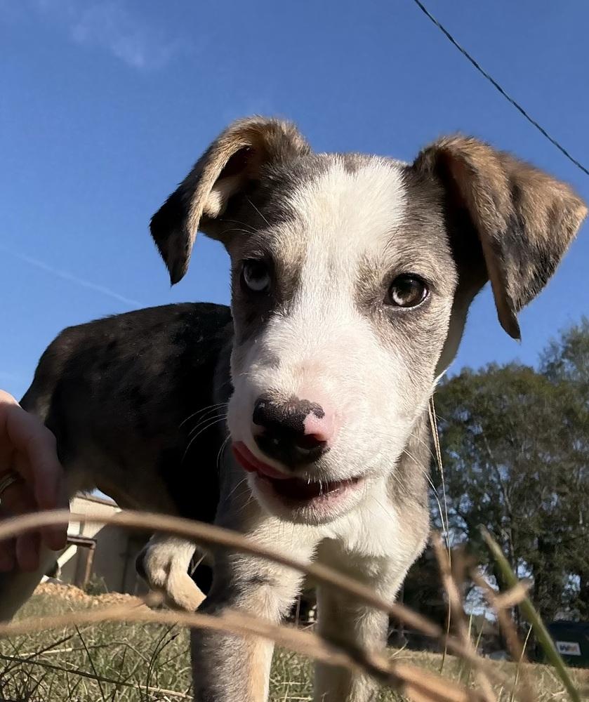 Enlarge Pilgrim, a Adoptable mixed breed in Crystal Springs, MS image 1/6