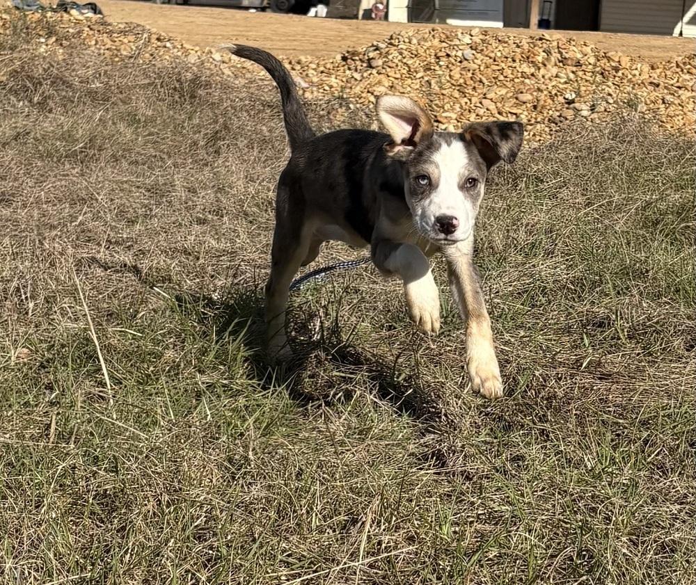 Enlarge Pilgrim, a Adoptable mixed breed in Crystal Springs, MS image 2/6