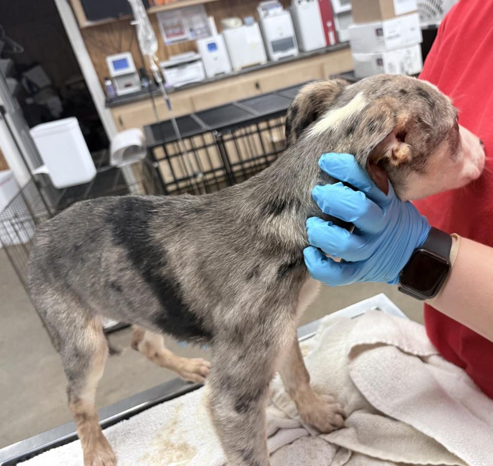 Enlarge Pilgrim, a Adoptable mixed breed in Crystal Springs, MS image 3/6